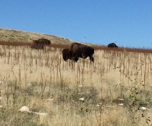 Antelope Island Bison