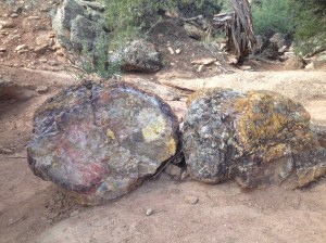 Petrified wood at Escalante State Park